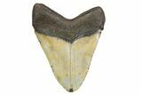 Serrated, Fossil Megalodon Tooth - North Carolina #299005-2